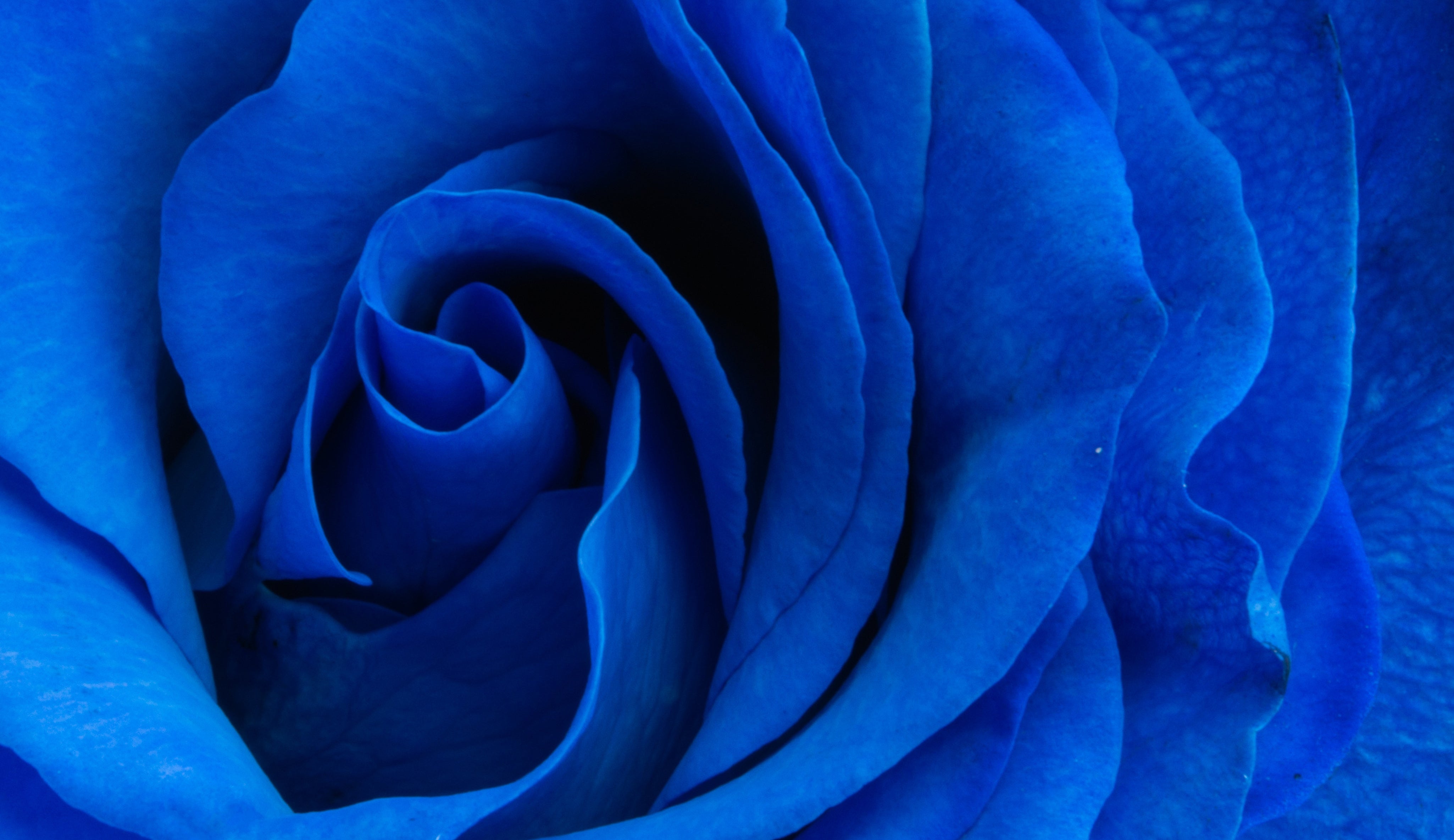 rose bleu