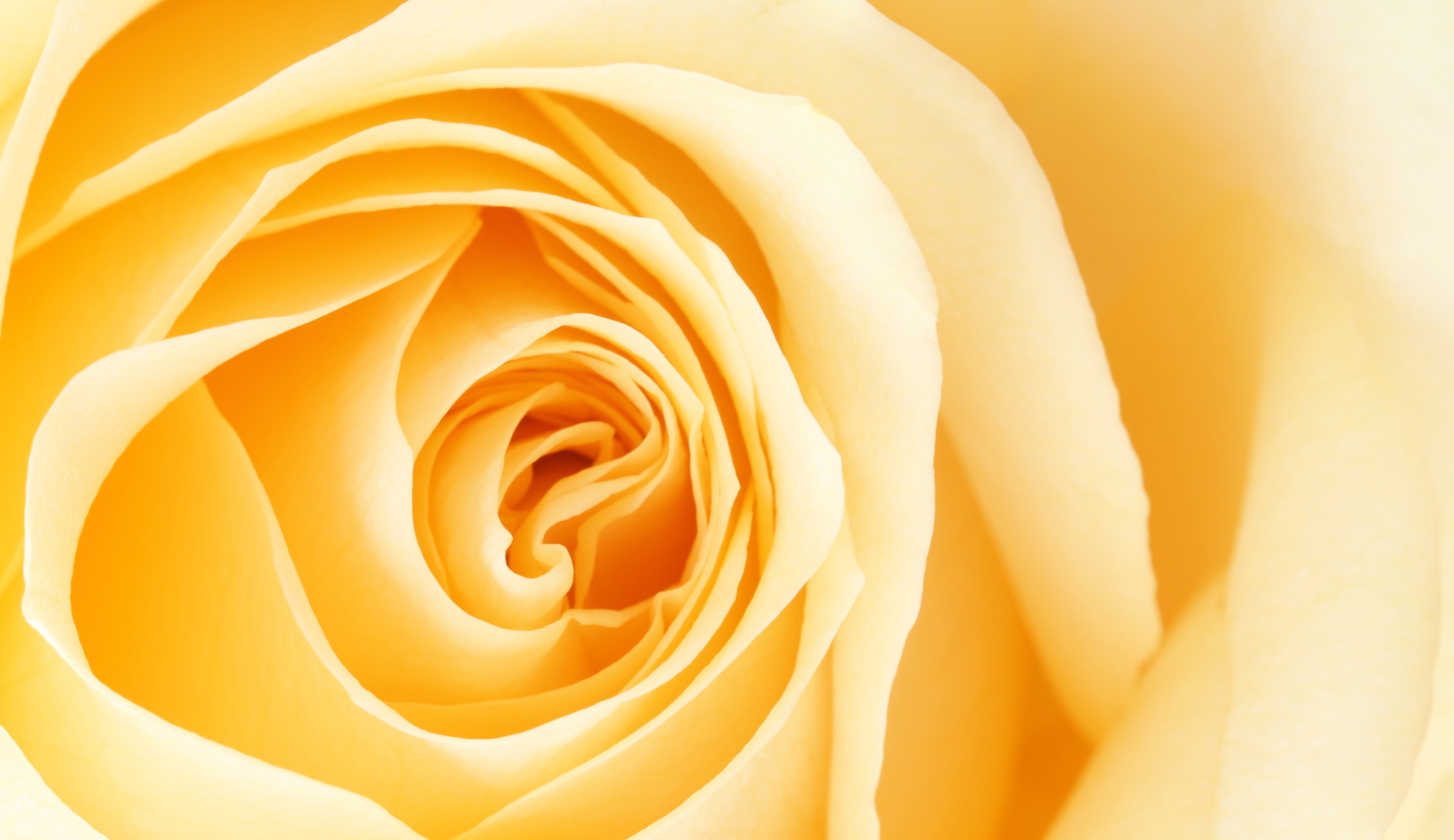 rose jaune